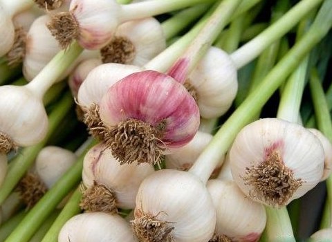 تصویر 4 از قیمت خرید سیر همدان تازه + فروش ویژه